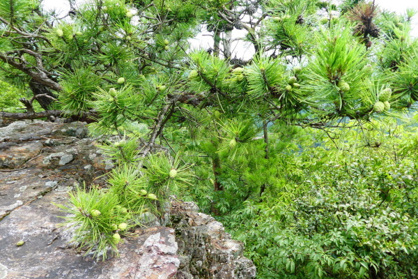 d0170615_10420809.jpg