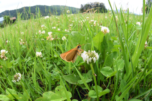 北海道蝶旅行　2日目（2018/07/01）_d0332816_22485051.jpg