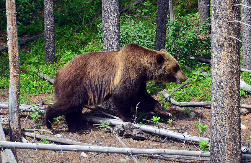 カナディアンロッキーに生息するクマを知ろう ヤムナスカ Blog