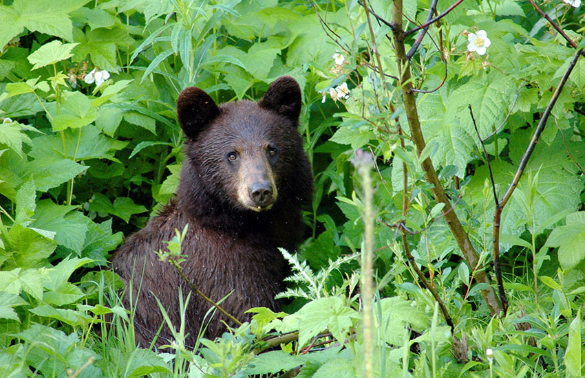 カナディアンロッキーに生息するクマを知ろう！_d0112928_05435631.jpg