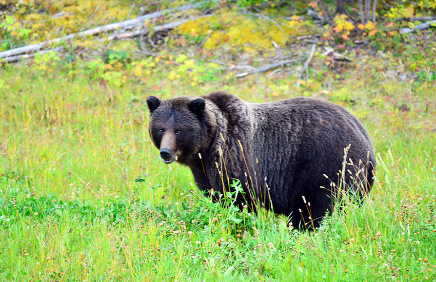 カナディアンロッキーに生息するクマを知ろう ヤムナスカ Blog