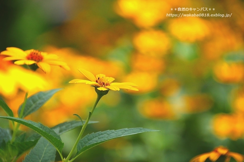 キクイモモドキの花が水路を覆っていました!(^^)!_e0052135_16541411.jpg