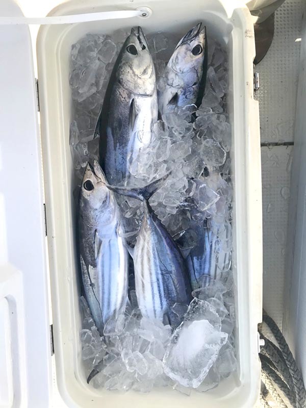 浜名湖沖カツオ健在_f0009039_12493311.jpg