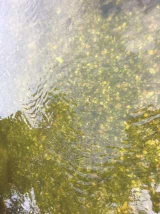 a0346455_16484741.jpeg