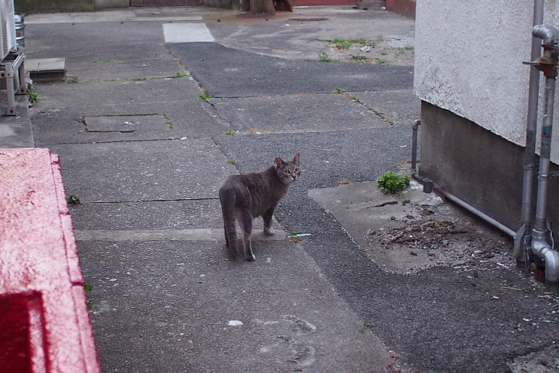 【地域猫の聖地】米子 ”夜の街” 朝日町・西倉吉町界隈 Photo ①_b0008655_23355741.jpg