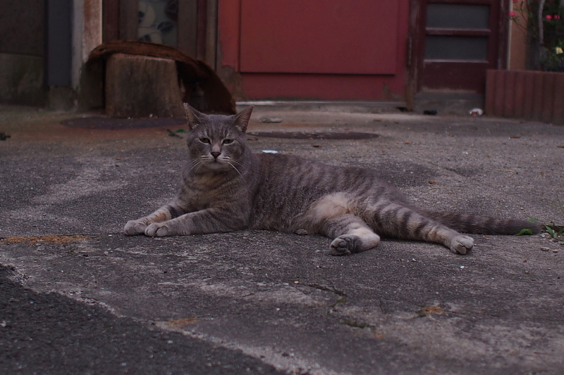 【地域猫の聖地】米子 ”夜の街” 朝日町・西倉吉町界隈 Photo ①_b0008655_23364400.jpg