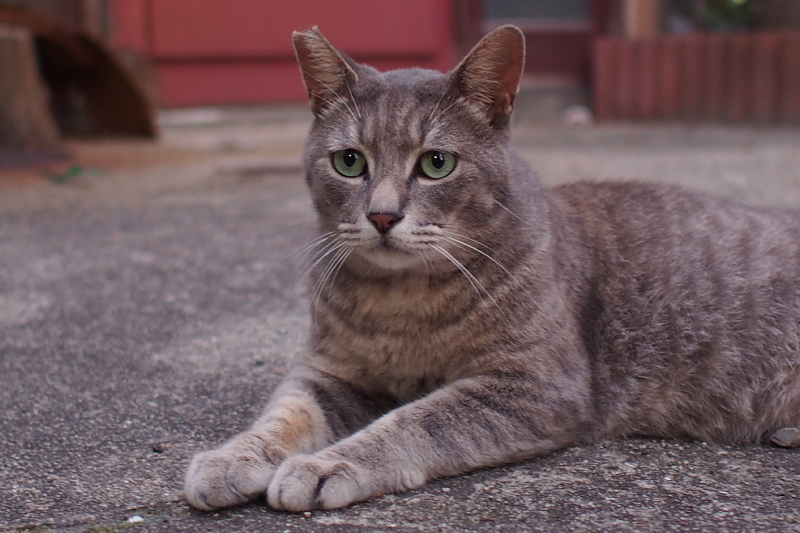 【地域猫の聖地】米子 ”夜の街” 朝日町・西倉吉町界隈 Photo ①_b0008655_23371987.jpg