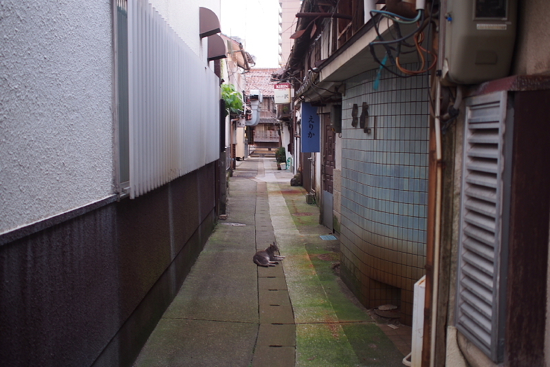 【地域猫の聖地】米子 ”夜の街” 朝日町・西倉吉町界隈 Photo ①_b0008655_23375767.jpg