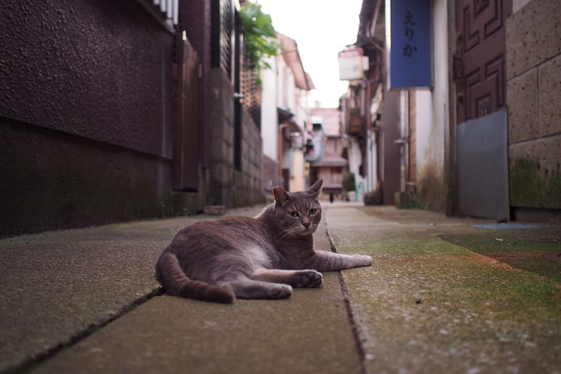 【地域猫の聖地】米子 ”夜の街” 朝日町・西倉吉町界隈 Photo ①_b0008655_23382693.jpg