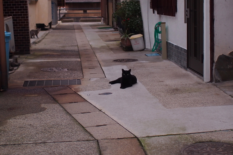 【地域猫の聖地】米子 ”夜の街” 朝日町・西倉吉町界隈 Photo ①_b0008655_23384569.jpg