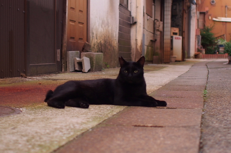 【地域猫の聖地】米子 ”夜の街” 朝日町・西倉吉町界隈 Photo ①_b0008655_23392105.jpg