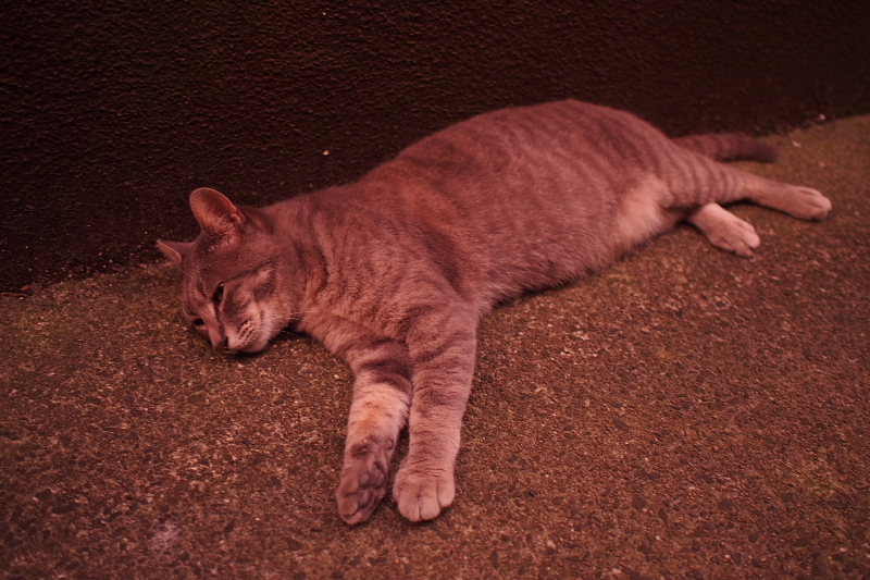 【地域猫の聖地】米子 ”夜の街” 朝日町・西倉吉町界隈 Photo ①_b0008655_23412366.jpg