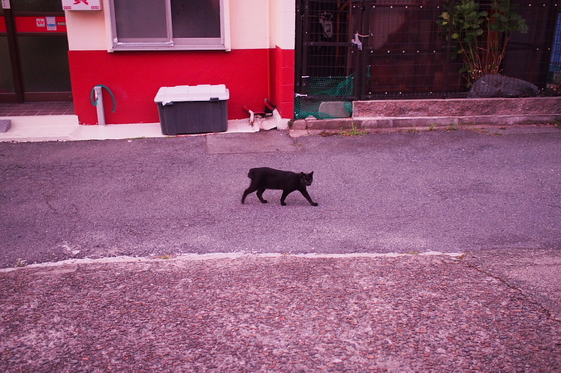 【地域猫の聖地】米子 ”夜の街” 朝日町・西倉吉町界隈 Photo ①_b0008655_23441031.jpg