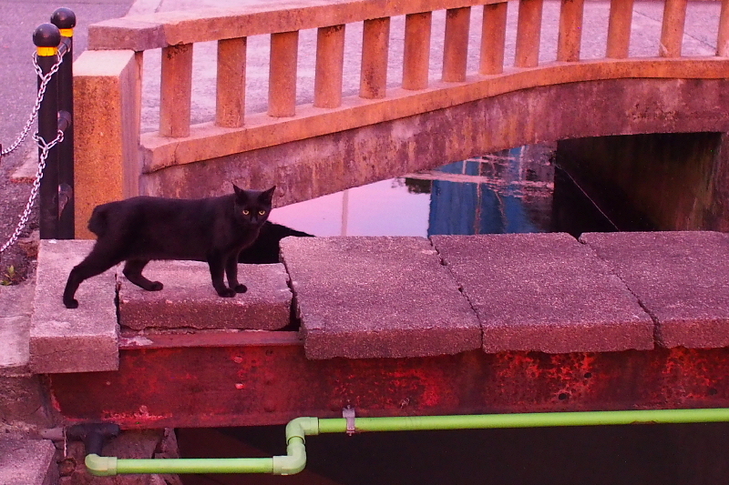 【地域猫の聖地】米子 ”夜の街” 朝日町・西倉吉町界隈 Photo ①_b0008655_23442017.jpg