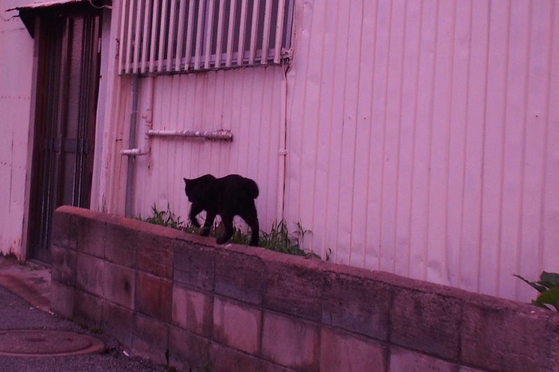 【地域猫の聖地】米子 ”夜の街” 朝日町・西倉吉町界隈 Photo ①_b0008655_23445810.jpg