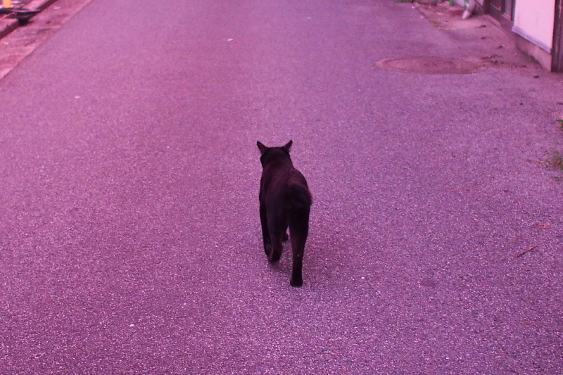 【地域猫の聖地】米子 ”夜の街” 朝日町・西倉吉町界隈 Photo ①_b0008655_23452605.jpg