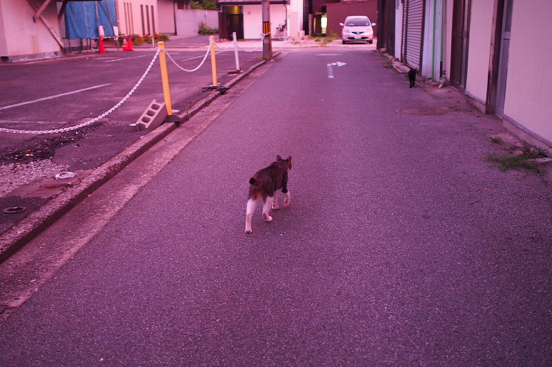 【地域猫の聖地】米子 ”夜の街” 朝日町・西倉吉町界隈 Photo ①_b0008655_23454304.jpg
