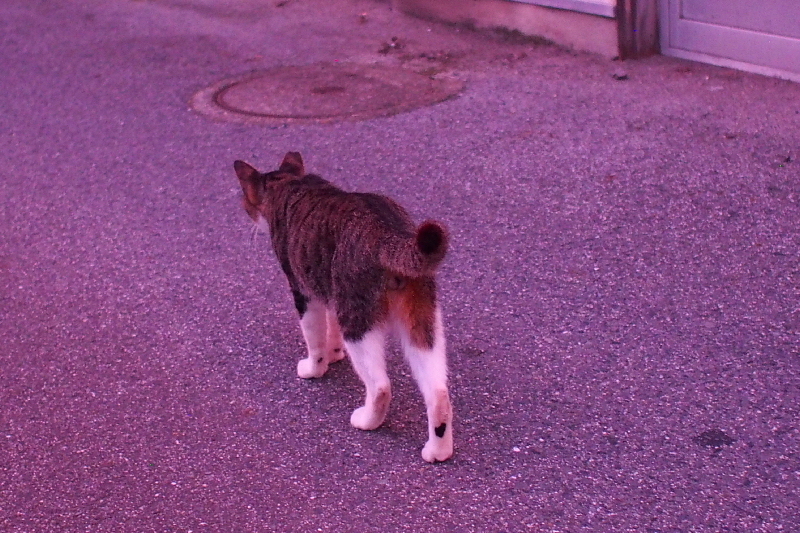 【地域猫の聖地】米子 ”夜の街” 朝日町・西倉吉町界隈 Photo ①_b0008655_23461301.jpg