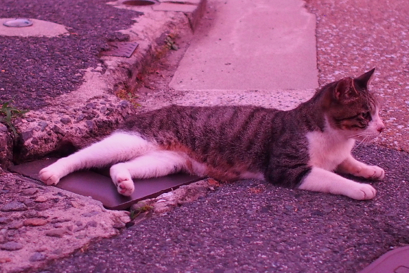 【地域猫の聖地】米子 ”夜の街” 朝日町・西倉吉町界隈 Photo ①_b0008655_23465763.jpg
