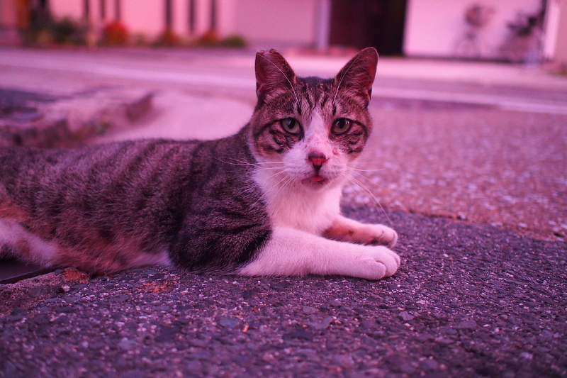 【地域猫の聖地】米子 ”夜の街” 朝日町・西倉吉町界隈 Photo ①_b0008655_23480305.jpg