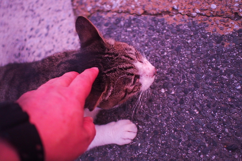 【地域猫の聖地】米子 ”夜の街” 朝日町・西倉吉町界隈 Photo ①_b0008655_23481960.jpg