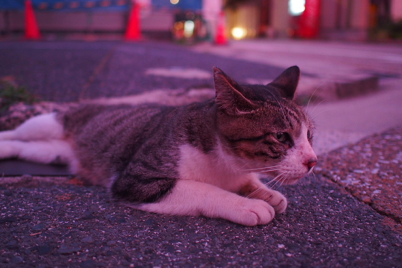 【地域猫の聖地】米子 ”夜の街” 朝日町・西倉吉町界隈 Photo ①_b0008655_23490529.jpg