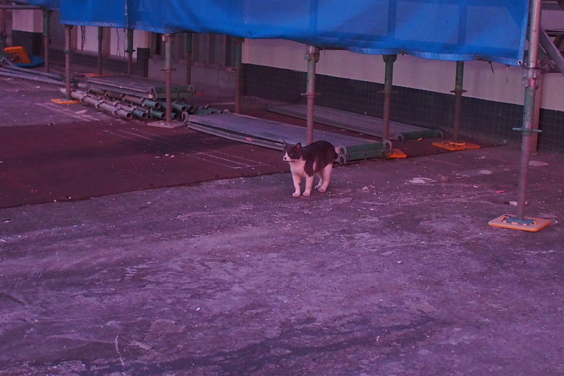 【地域猫の聖地】米子 ”夜の街” 朝日町・西倉吉町界隈 Photo ①_b0008655_23492648.jpg