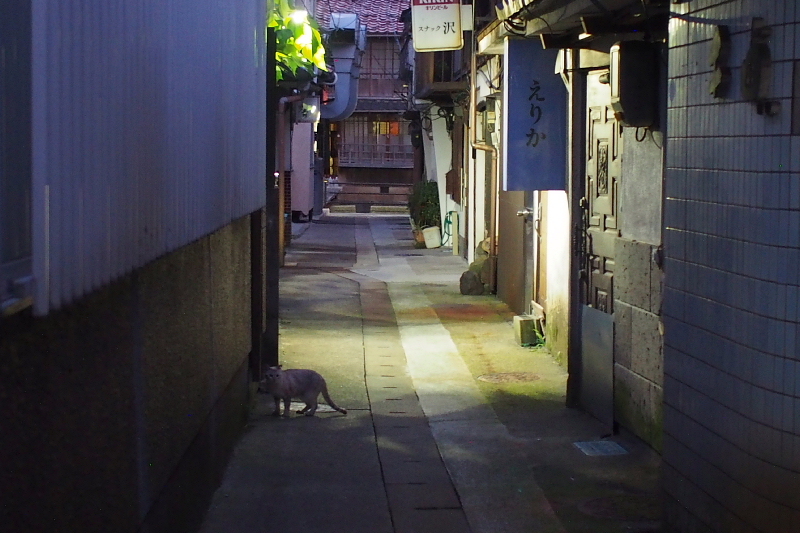 【地域猫の聖地】米子 ”夜の街” 朝日町・西倉吉町界隈 Photo ①_b0008655_23510308.jpg
