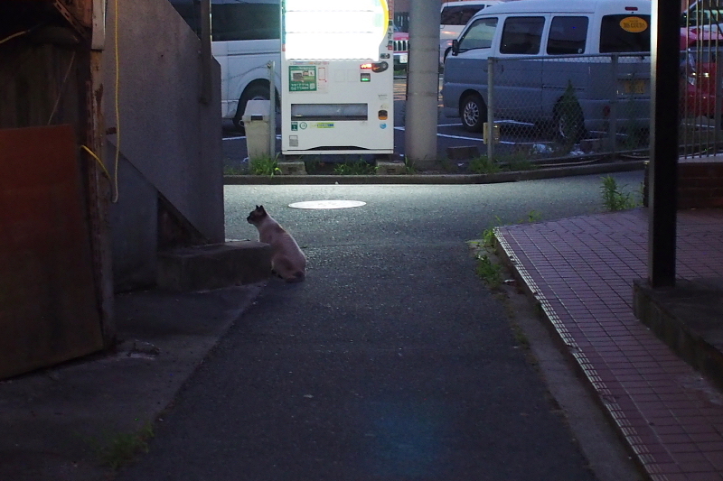 【地域猫の聖地】米子 ”夜の街” 朝日町・西倉吉町界隈 Photo ①_b0008655_23511841.jpg