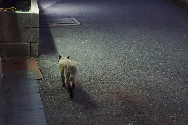 【地域猫の聖地】米子 ”夜の街” 朝日町・西倉吉町界隈 Photo ①_b0008655_23512731.jpg