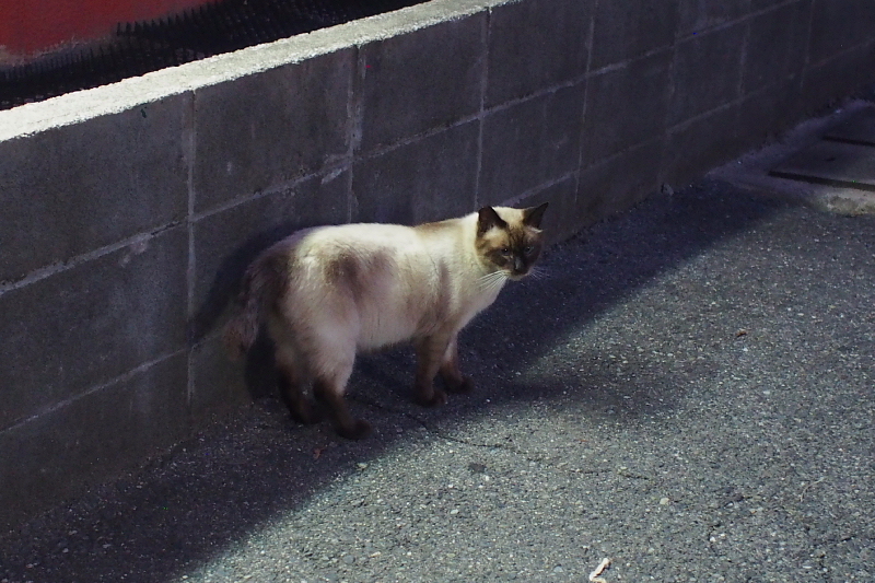 【地域猫の聖地】米子 ”夜の街” 朝日町・西倉吉町界隈 Photo ①_b0008655_23514557.jpg