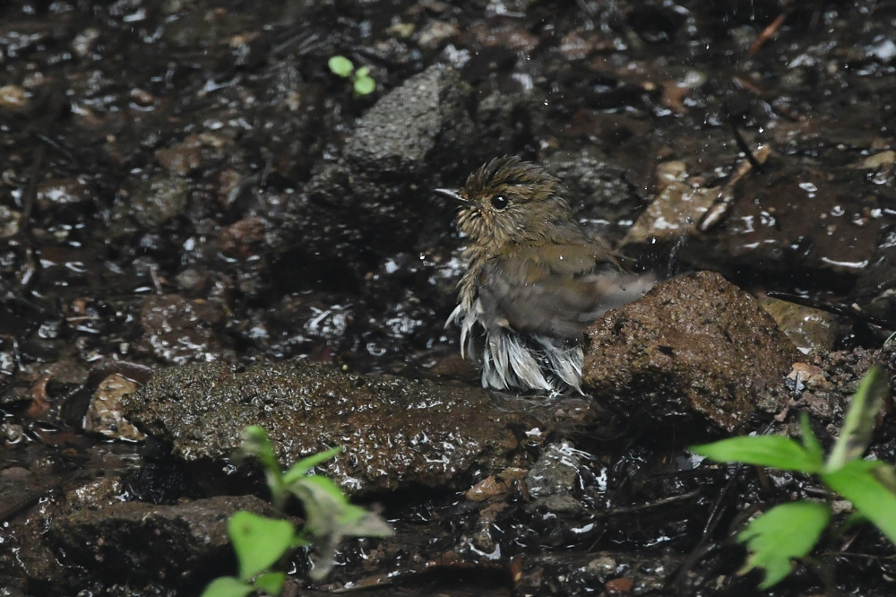 青と赤 オオルリ アカゲラ _f0053272_23133761.jpg