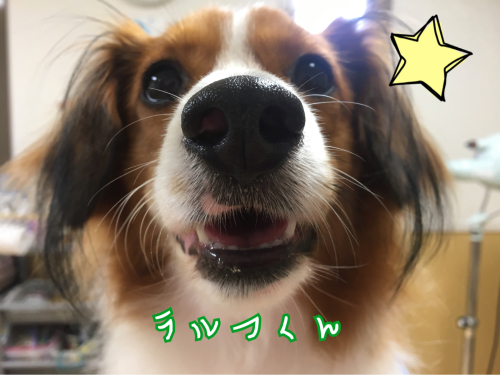 トリミングブログ_f0357682_16090407.jpg