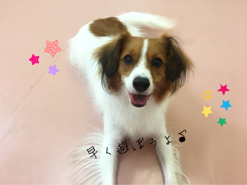 トリミングブログ_f0357682_16091204.jpg