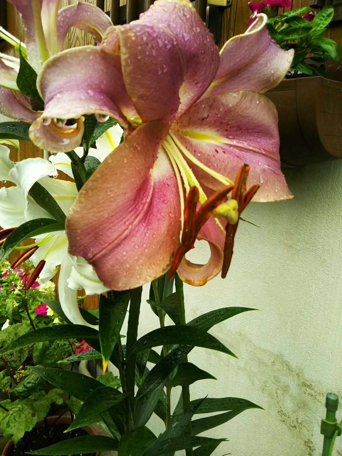 b0336384_00480291.jpg