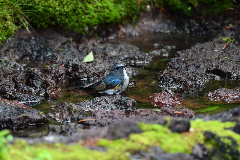 水場のルリオス_f0202686_16504652.jpg