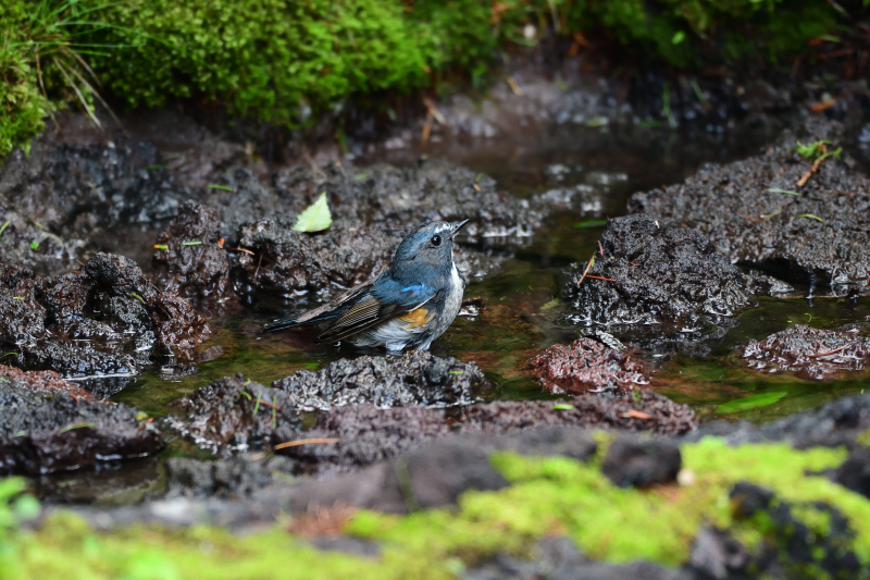 水場のルリオス_f0202686_16505160.jpg