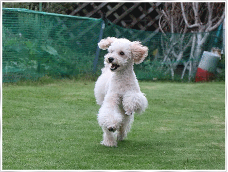 b0175688_21154917.gif