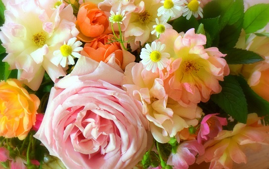 Life is Miracle～TBSテレビ「マツコの知らない世界」に「バラの