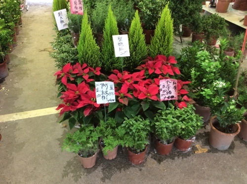 麗しの島　台湾 ４７１　建国花市　その１７_e0021092_10591078.jpg
