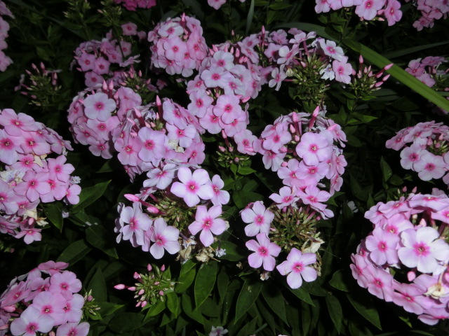 a0203003_19465932.jpg