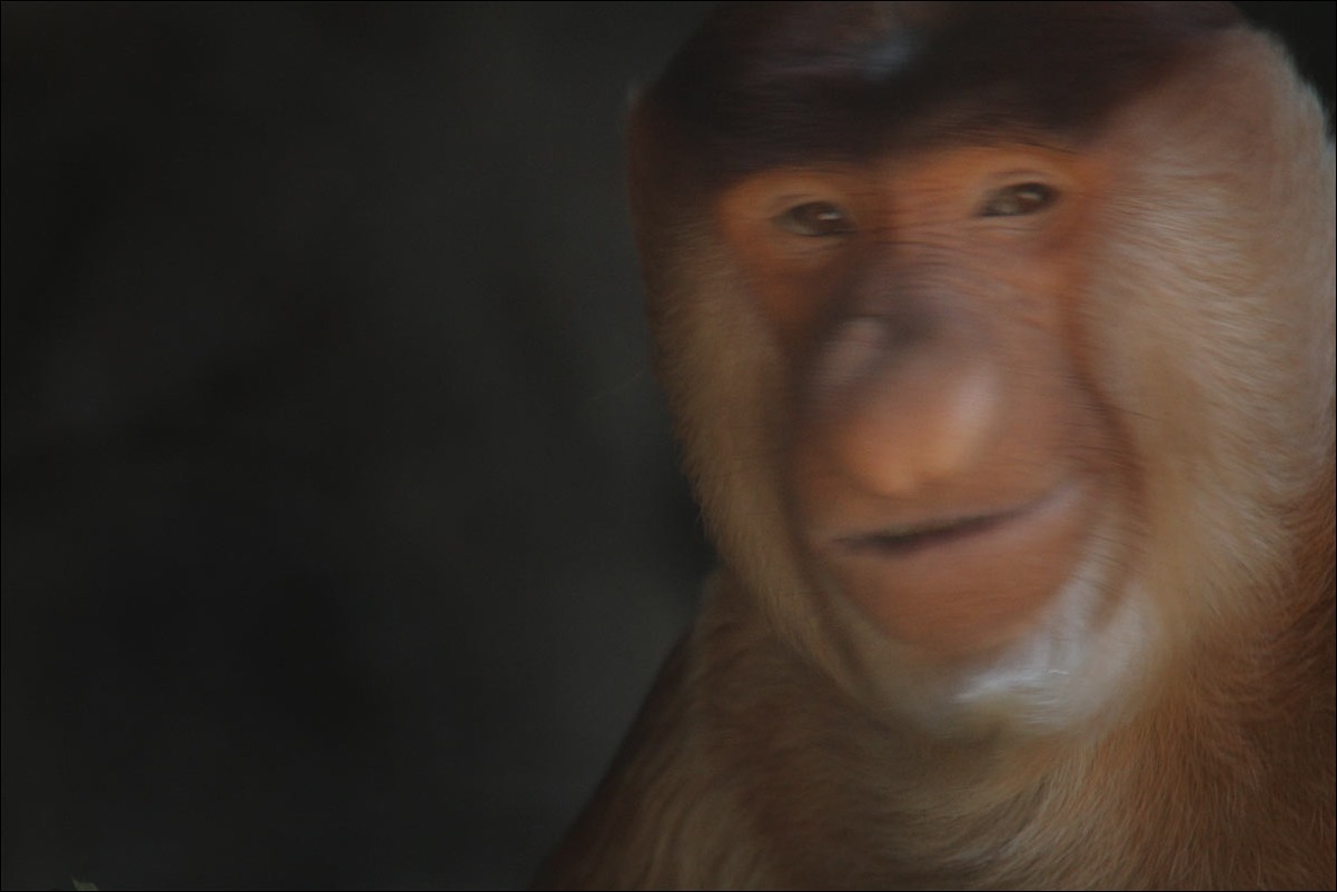 不敵な笑い 動物たち 光と影 不敵な笑い 動物たち 光と影