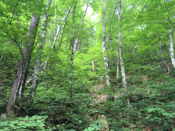 e0132713_11251727.jpg