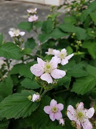 f0371014_10065662.jpg