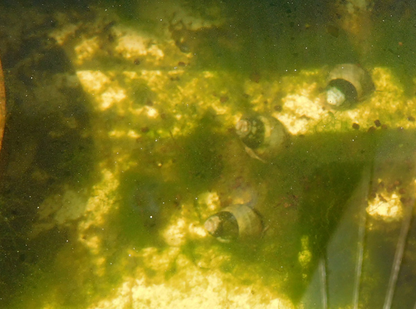 e0097534_17304255.jpg