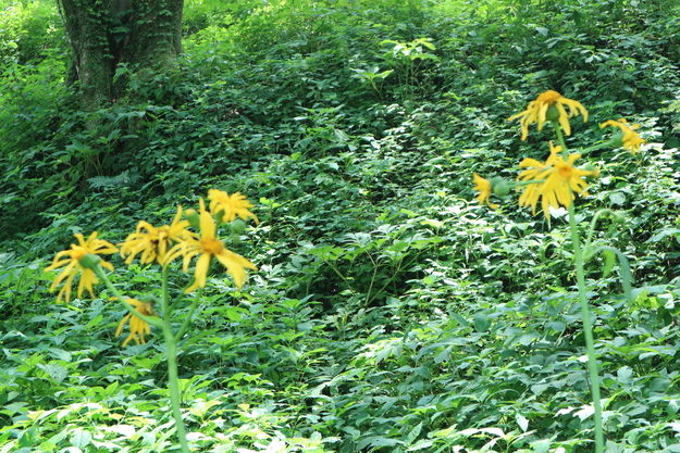 e0272335_10384432.jpg