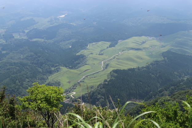 根子岳東峰（マツモトセンノウ）＆阿蘇野草園（マヤラン）＆萌の里（ササバラン）！_e0272335_924686.jpg