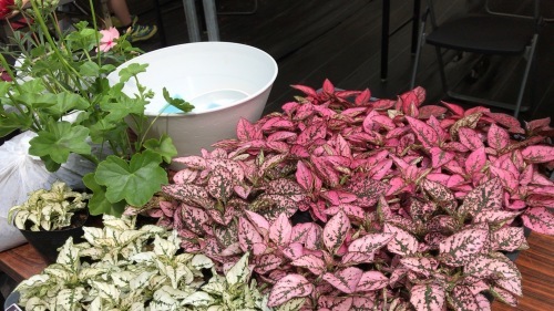 寄せ植え教室のお手伝いに、、_c0335145_21550023.jpeg