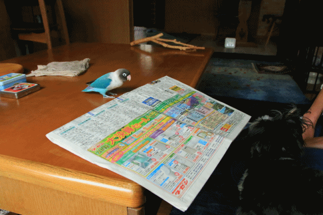 c0145250_15270675.gif