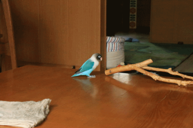 c0145250_15271056.gif
